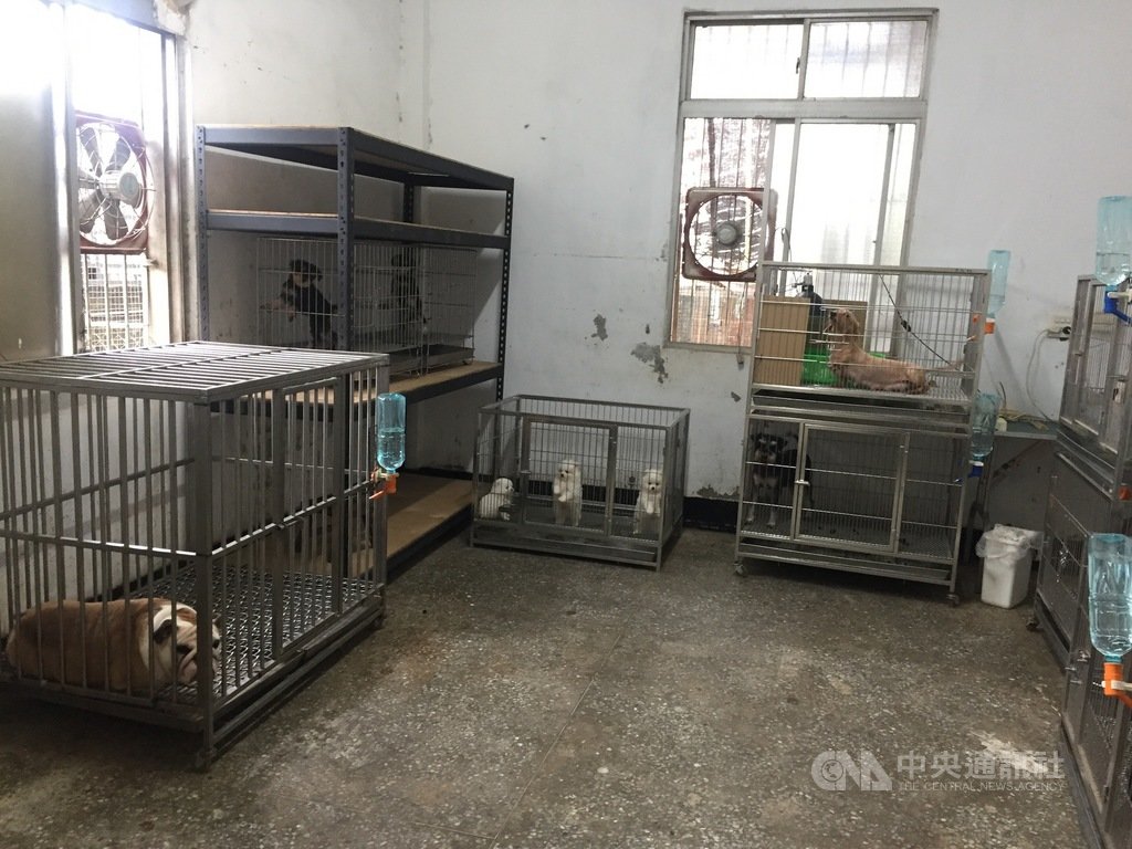 ▲「順發886」號漁船走私154隻品種貓來台，檢警持續向上追查，鎖定燕巢區林姓寵物業者疑幕後主謀。（圖/中央社）