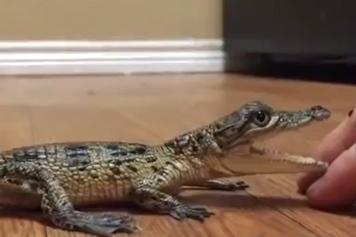 ▲奶兇小鱷魚啾啾叫享受撫摸，模樣可愛親人！ （圖／Youtube帳號：RM Videos） 