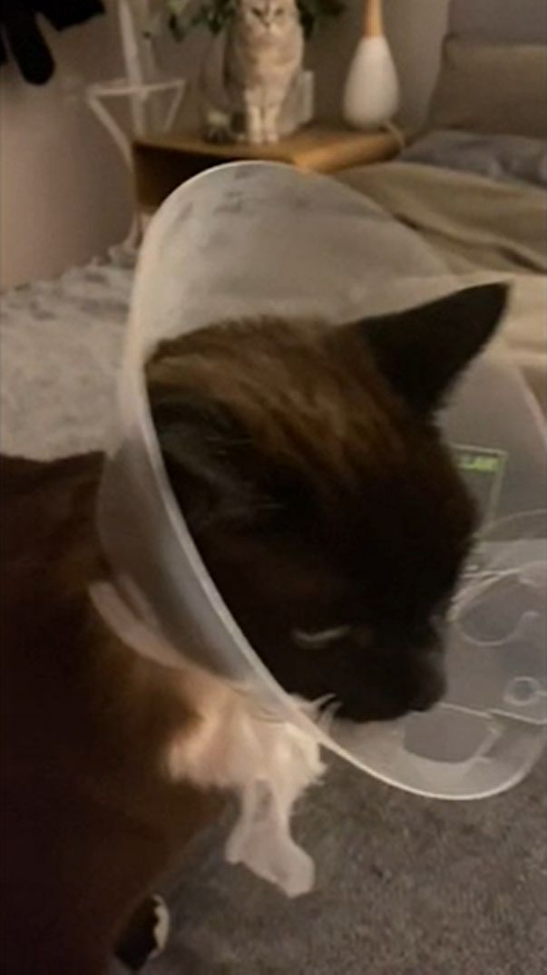 ▲可憐的貓生病手術完回到家。（影／美聯社AP+Newsflare授權）