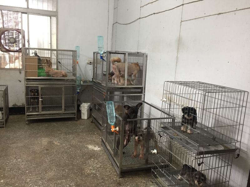 ▲專案人員在林嫌的養殖場裡找到30隻來源不明的名貴犬、貓。(圖/高雄地檢署提供)