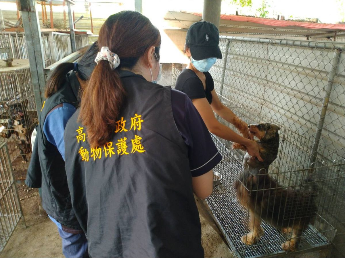 ▲動保處今日上午會同農委會防檢局、海巡署及轄區警方等單位前往林姓業者位於燕巢區角宿路某犬貓繁殖場稽查。（圖／高雄市農業局提供）