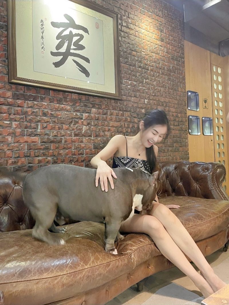 ▲夏米雅被美國惡霸犬狂舔。(圖/固力狗娛樂提供)