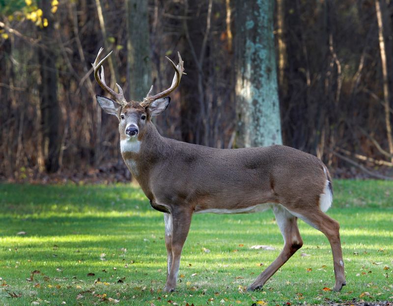 ▲美國農業部通報俄亥俄州野生白尾鹿感染造成COVID-19的SARS-CoV-2病毒。圖非感染COVID-19白尾鹿。（圖／美聯社／資料照。）