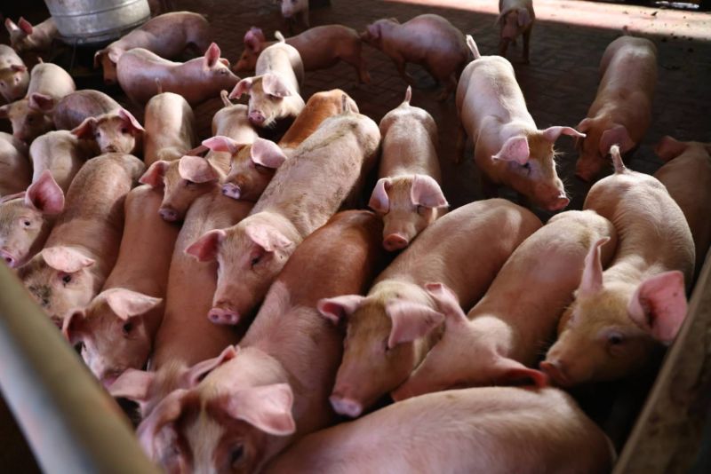 謊稱素食遭識破　台南查獲2包越南豬肉製品送驗

