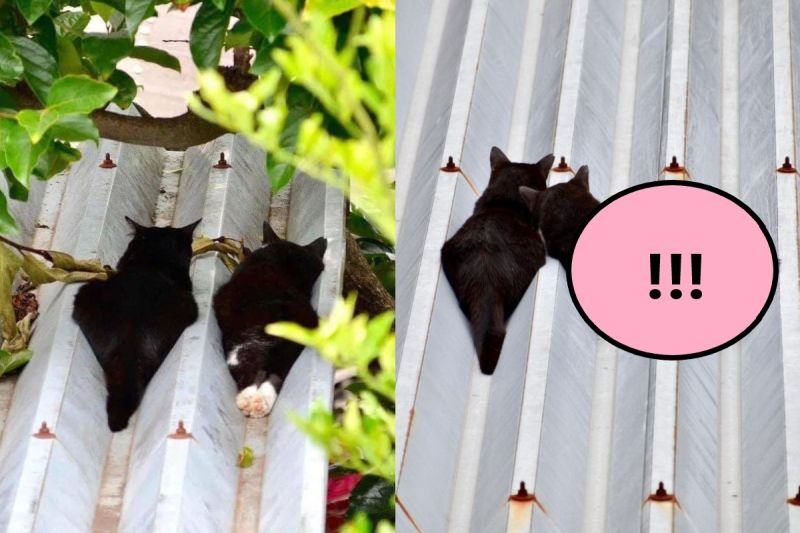 貓咪屋頂上曬日光浴　網一看噴笑：熱到融化了！
