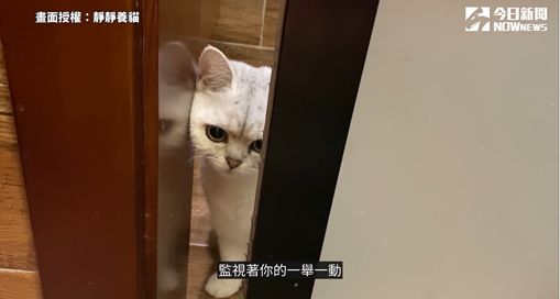 ▲家中的貓咪，時常都會在主人去洗澡或上廁所時偷偷看你的一舉一動。（圖／靜靜養貓 授權）