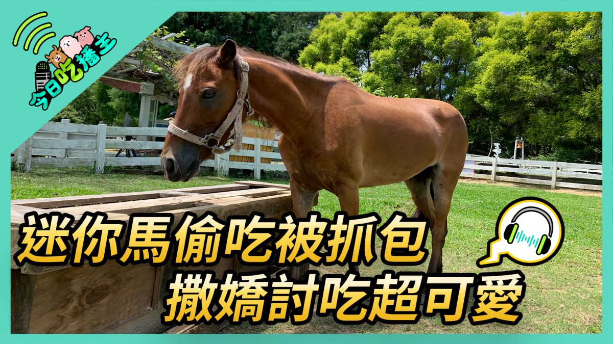 ▲迷你馬偷吃被抓包 撒嬌討吃超可愛。(圖／NOWnews )
