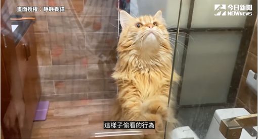 ▲貓咪會因為好奇,而觀察主人上廁所或者是洗澡的行為。(圖/靜靜養貓
