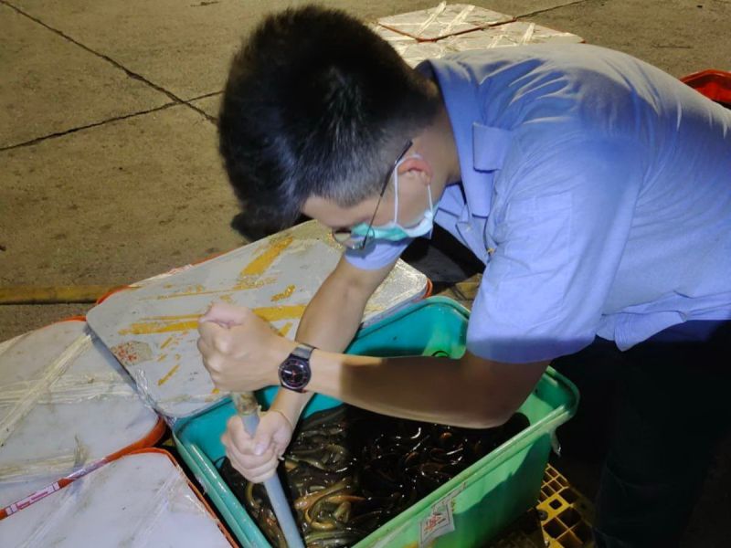 ▲關務署高雄關延長金門小三通服務時間,海關人員加強查驗,以防範非洲豬瘟入侵金門。(資料照/記者黃守作攝)