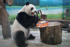 ▲「圓仔」今天代班爸爸「團團」，也獲得一個小蛋糕分享生日的喜悅。（圖／Taipei Zoo授權提供）