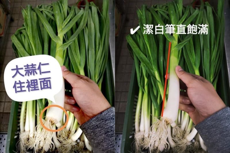 ▲原PO透露,分辨的3大重點就是「大蒜苗的根部有個球狀物、葉子的形狀、葉子的軟硬」。(圖/翻攝自《廚藝公社》)