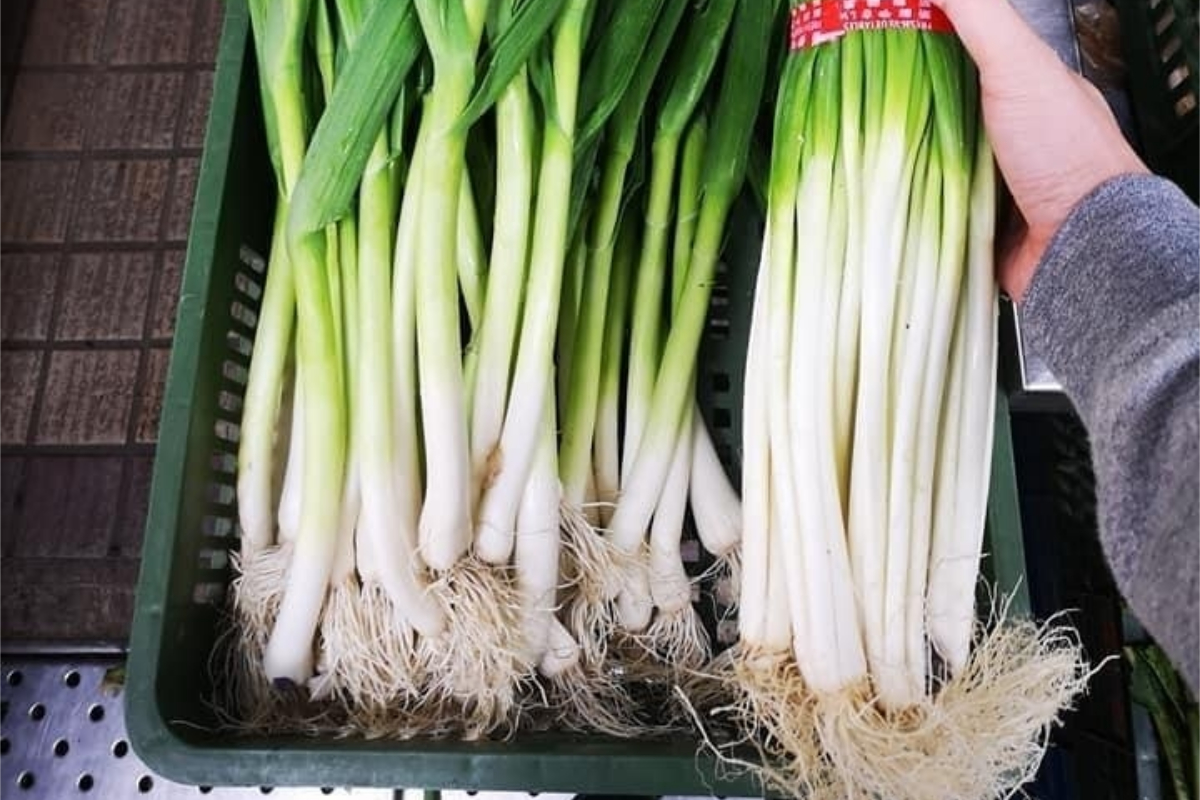 ▲大蒜苗、青蔥該怎麼分？對此，就有網友分享3大分辨重點。（圖／翻攝自《廚藝公社》）