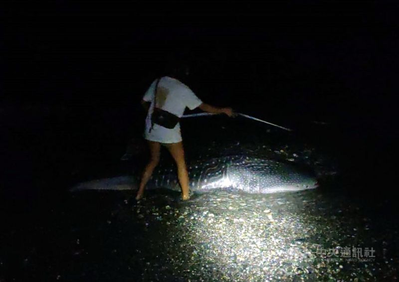 ▲台東市知本溪出海口北側30日晚間發現一隻約4米長的鯨鯊擱淺，海巡署人員前往處理時鯨鯊已死亡。（圖/中央社）