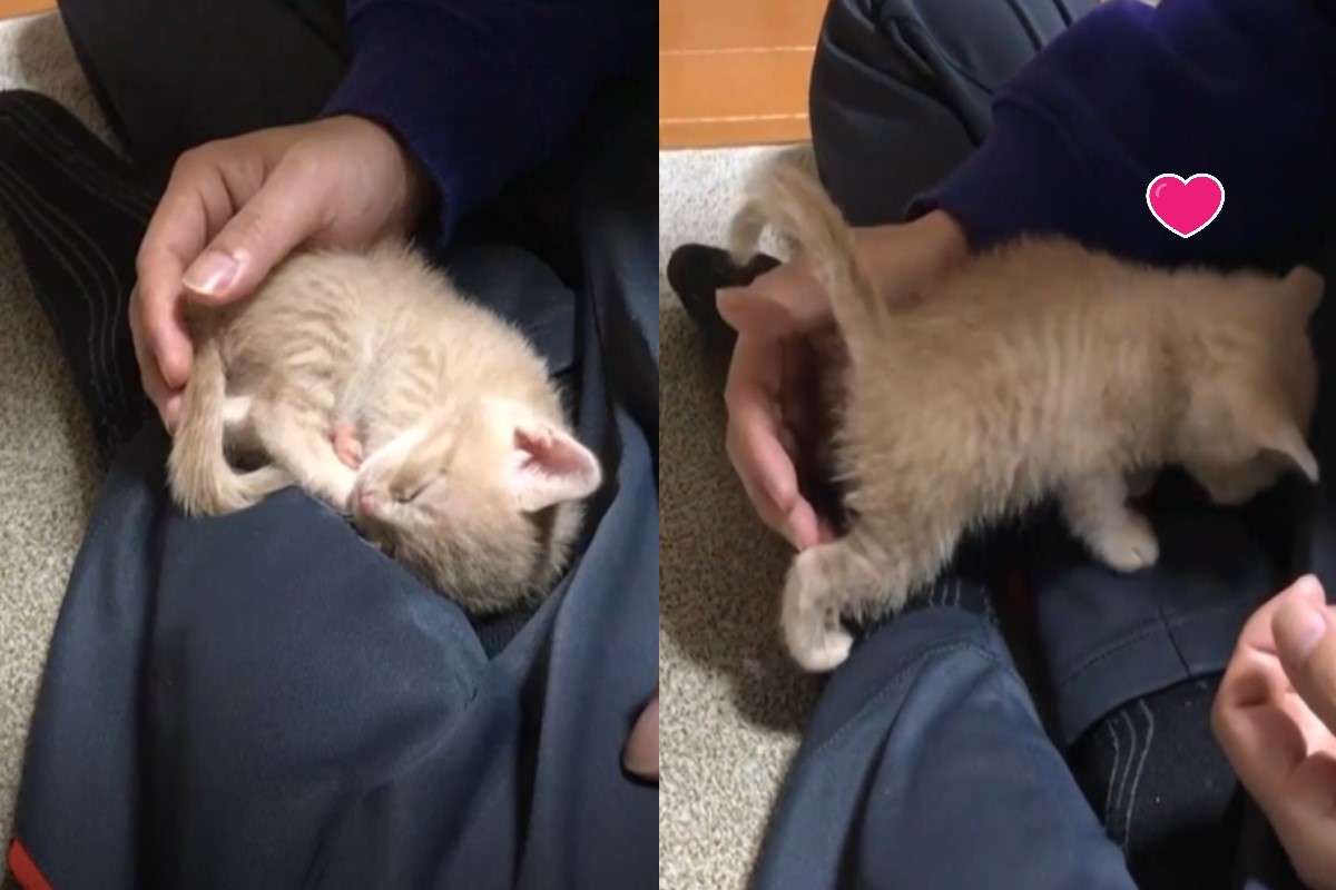 ▲日本一隻小橘貓堅持睡在奴才大腿上。（圖／AP+Jukin Media授權提供）