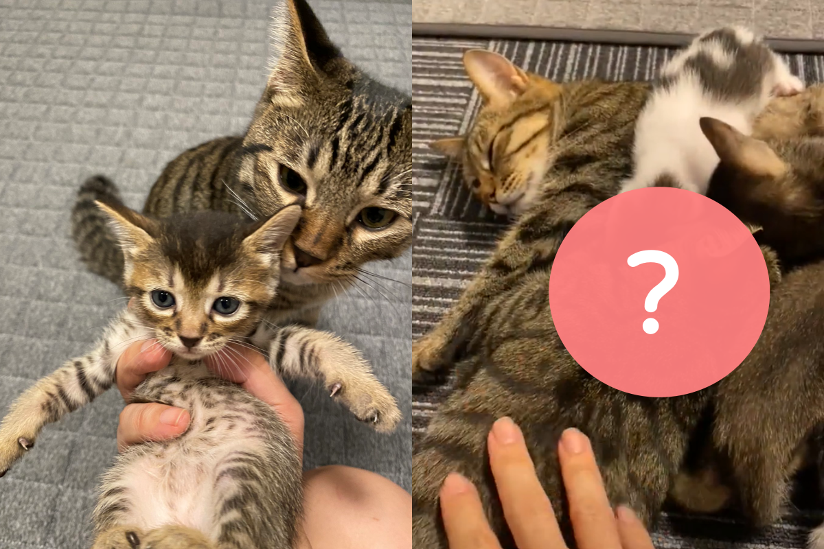 飢餓幼貓可憐兮兮排隊等喝奶，飼主看隊伍卻傻眼了！（圖／Twitter帳號：kl_qnt） 