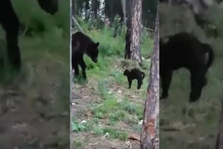 俄羅斯一隻黑貓日前為了護主逼退一隻體型巨大的棕熊！（圖／翻攝自YT帳號The Siberian Times）