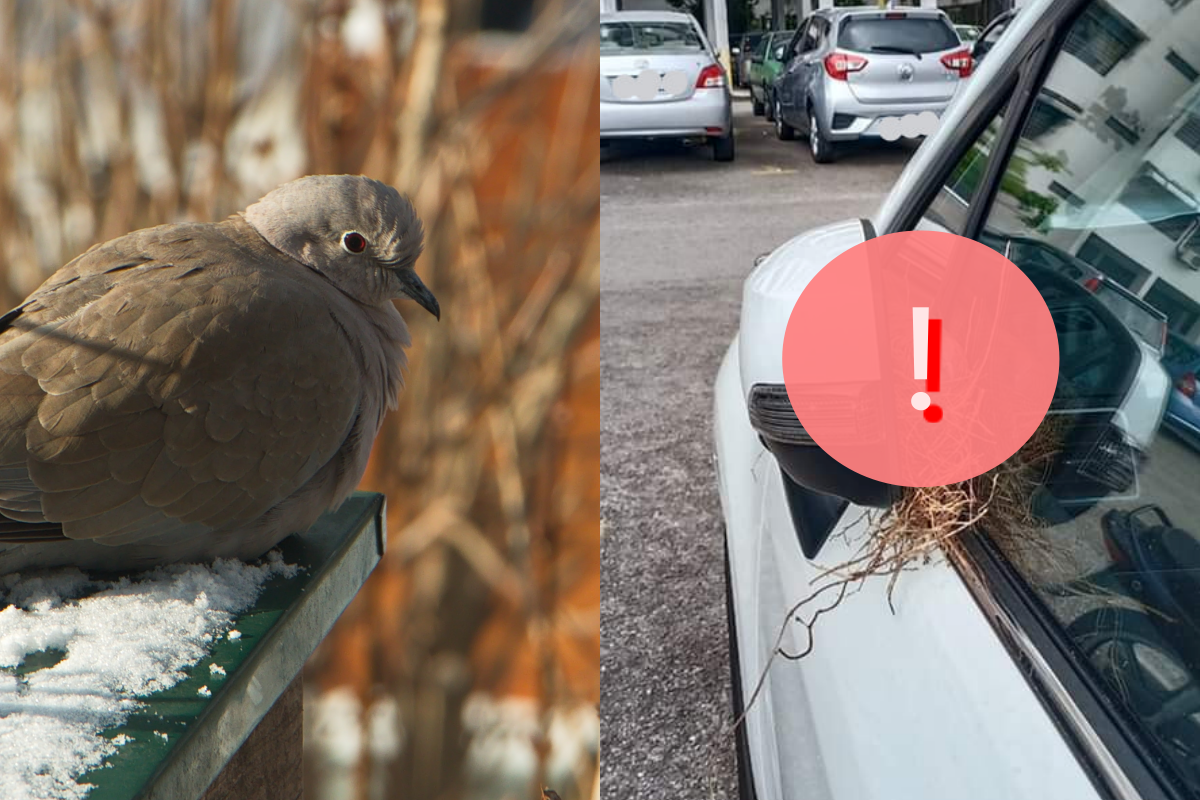 防疫期間太久沒開車，竟在車子間隙中發現斑鳩鳥巢！（圖／Facebook：Kenneth The）