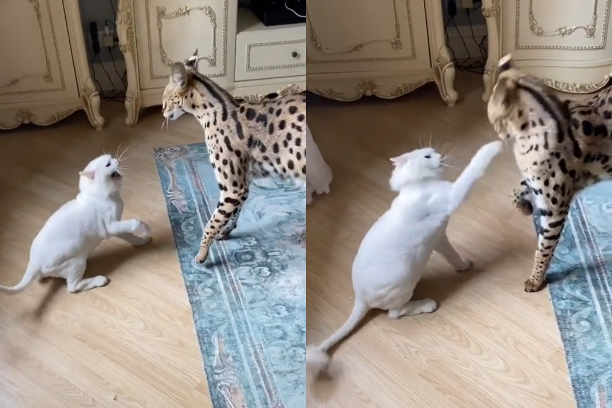 白貓被驚嚇後瘋狂出拳，藪貓毫不生氣還淡定安撫對方。（圖／TiKTok帳號：mila_solovyeva） 