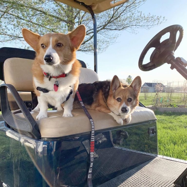 一起坐在車車上，等待主人出發！（圖／Instagram帳號：corgibrothers_0）