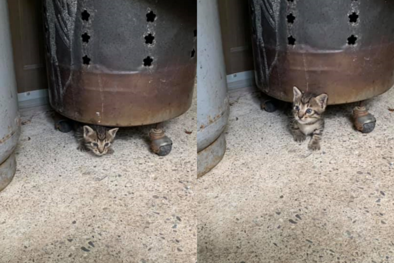 網友家的金桶下藏了隻小奶貓，讓他又驚又喜！（圖／網友許韶方授權提供） 