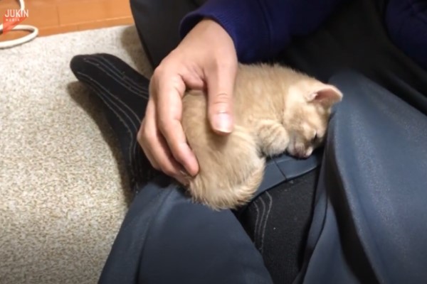 影／小貓拒絕被奴才移開　堅持爬回大腿：我就要睡這裡！