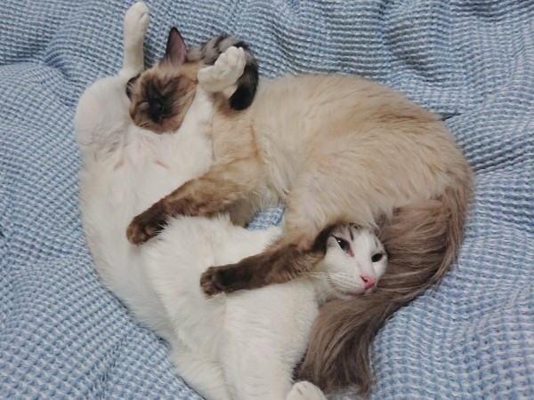 2隻貓感情好！合體「互睡胯下」　奴驚：不會閃到腰？
