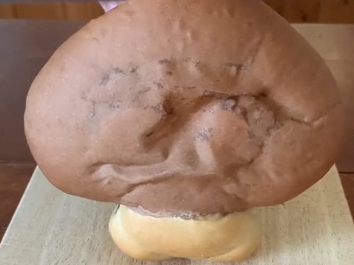 外觀看似平凡的香菇麵包　從中切開後的《瑪利歐》栗寶寶讓眾人會心一笑
