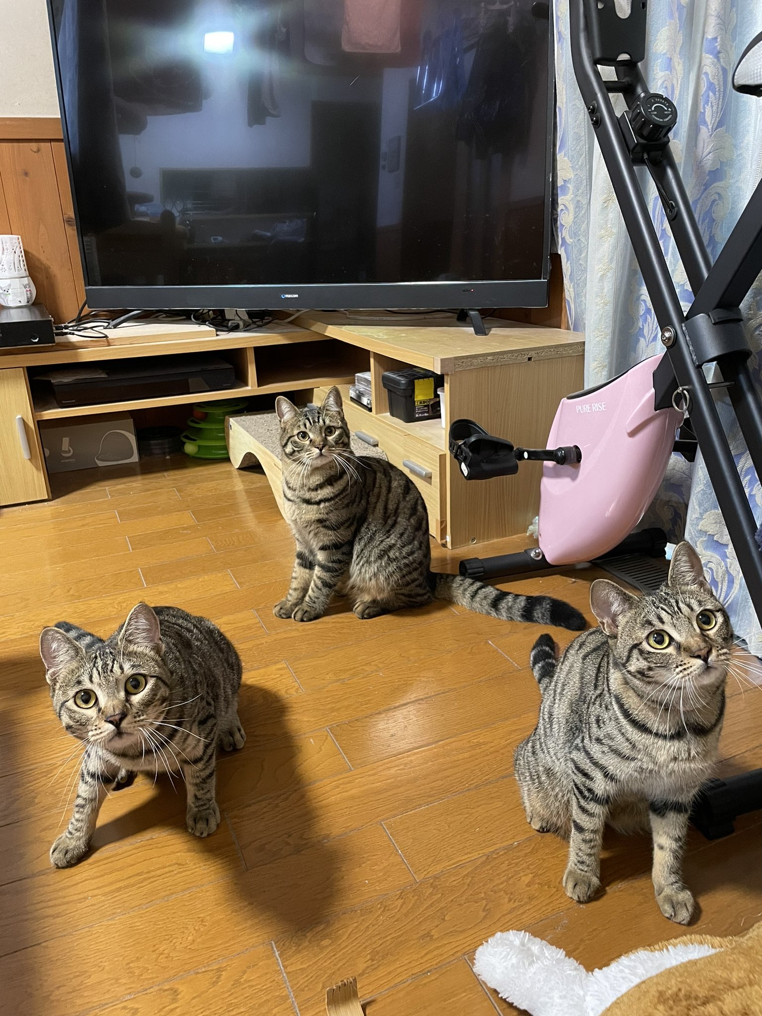 貓：電視也是我們的！想看記得繳零食解鎖啊！（圖／Instagram帳號：tomeji1106）