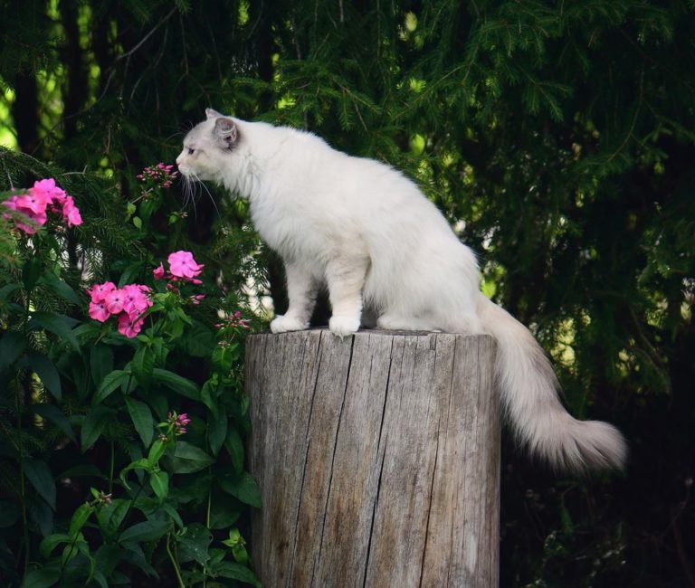 小精靈在聞花香！（圖／Instagram帳號：fjarilflickans）