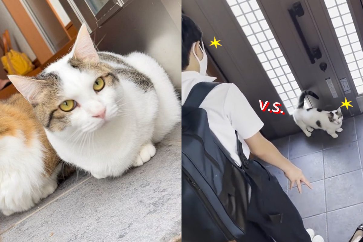 貓咪想出門守在門口，卻碰上動作靈巧的人類，最強攻防戰開始！（圖／Youtube帳號：ひのき猫、Instagram帳號：hinoki.cute.kitten） 