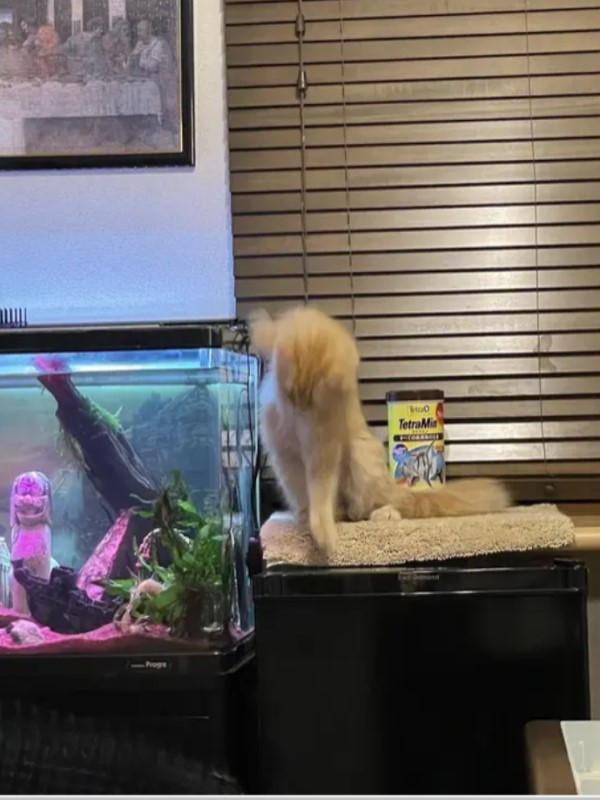 貓偷掀魚缸蓋被抓包瞬間變「雕像」：我什麼都沒做！