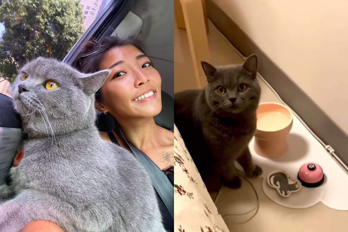 貓咪得到服務鈴後，一個晚上竟能按到高達五次！（圖／網友Kiki Huang授權提供）