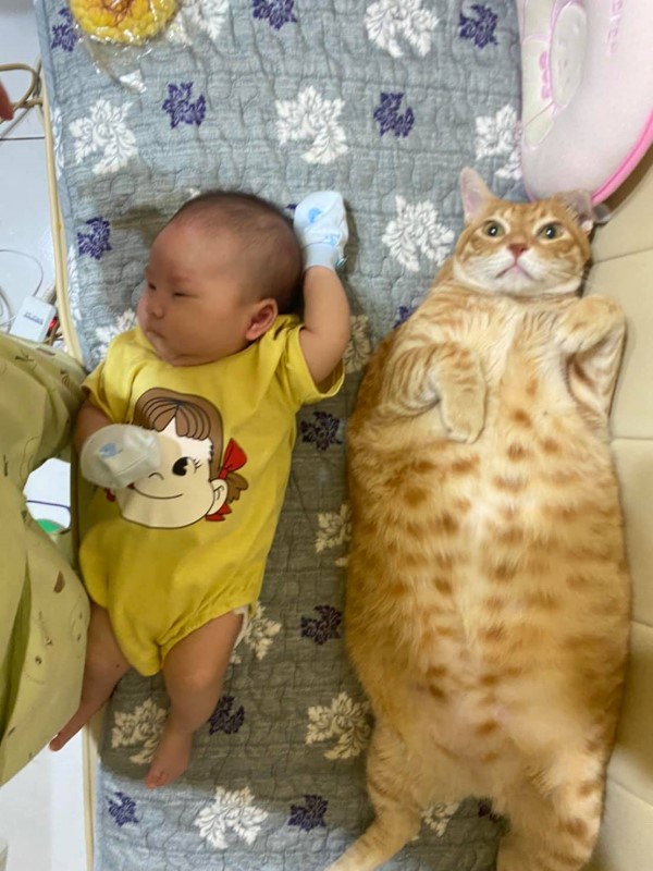 爸曬嬰兒與橘貓合照尷尬笑稱：我是不是養錯了？