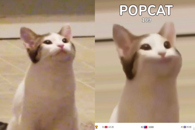 療癒小遊戲「Popcat」風靡全球　本尊原來是牠？
