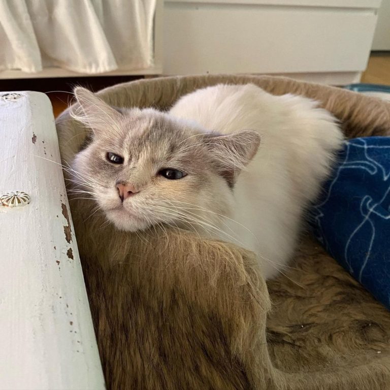 貓：好～累～喔～（圖／Instagram帳號：fjarilflickans）