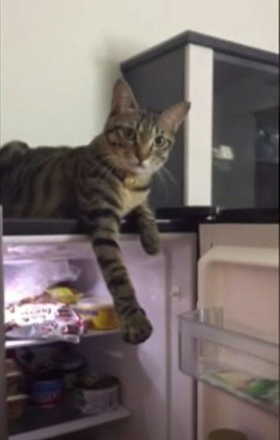 影／主人開冰箱竟惹怒貓咪　牠激動阻止：不准開！