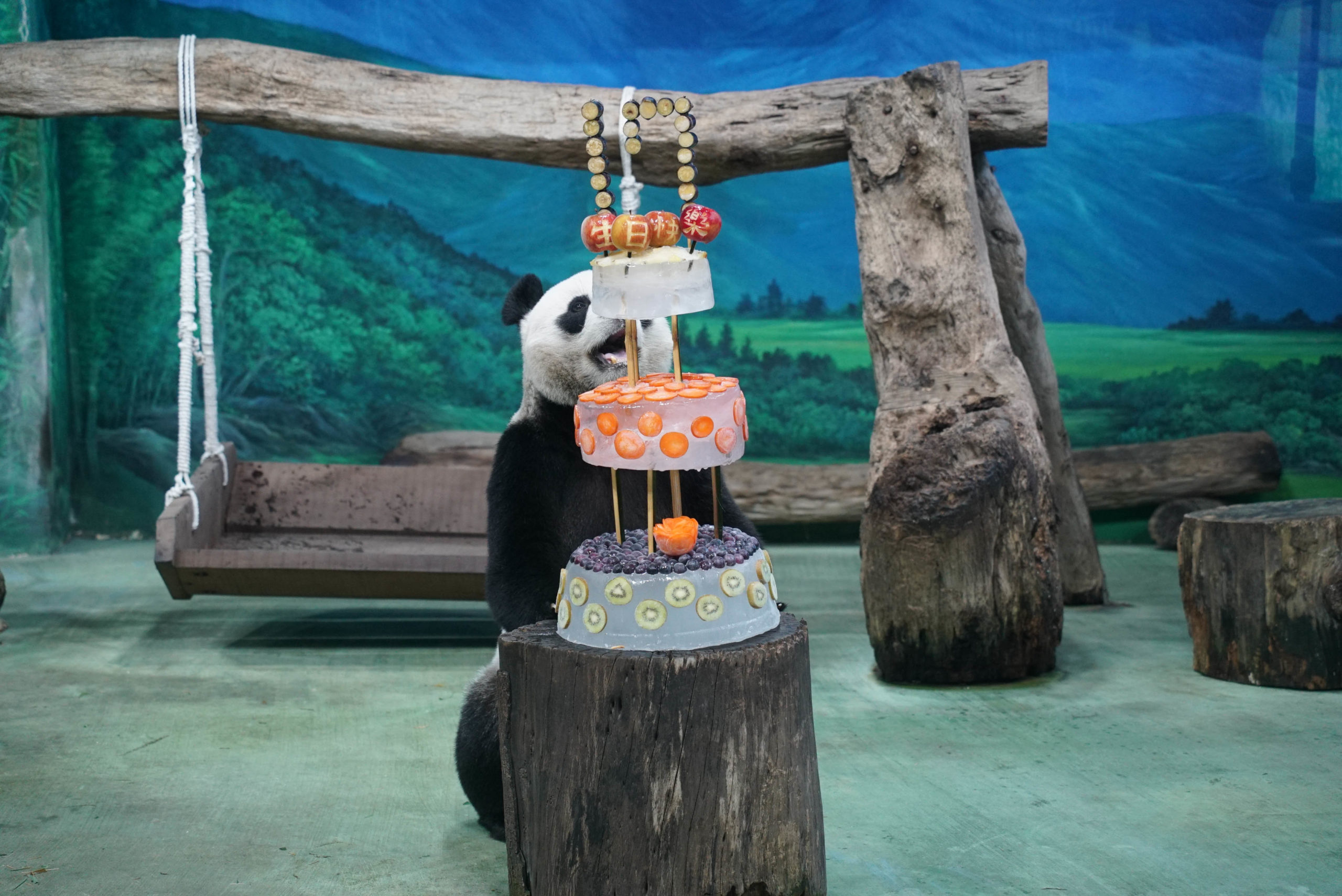 大貓熊團團圓圓慶祝17歲生日　端出蛋糕開心合不攏嘴