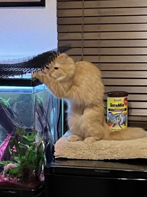 貓偷掀魚缸蓋被抓包瞬間變「雕像」：我什麼都沒做！