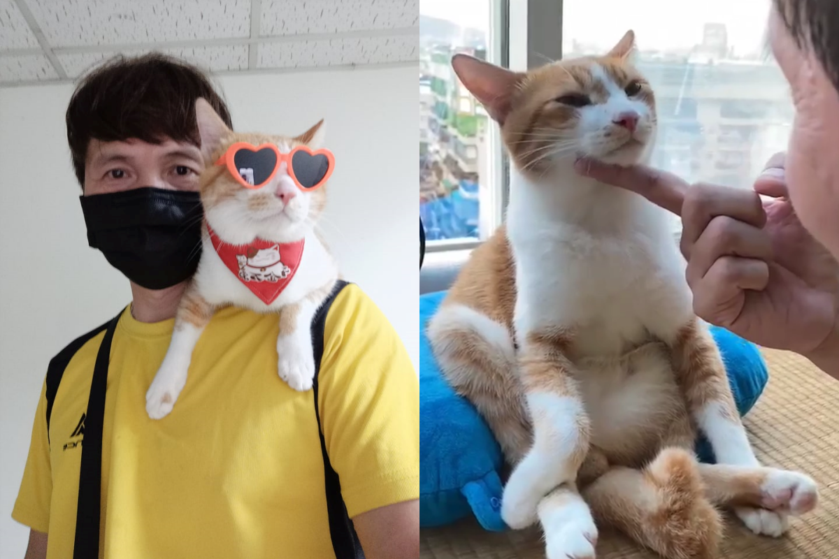 爸爸與橘白貓甜蜜絮叨，說喵喵小肥肚越來越大！（圖／網友鍾桓嵱授權提供） 