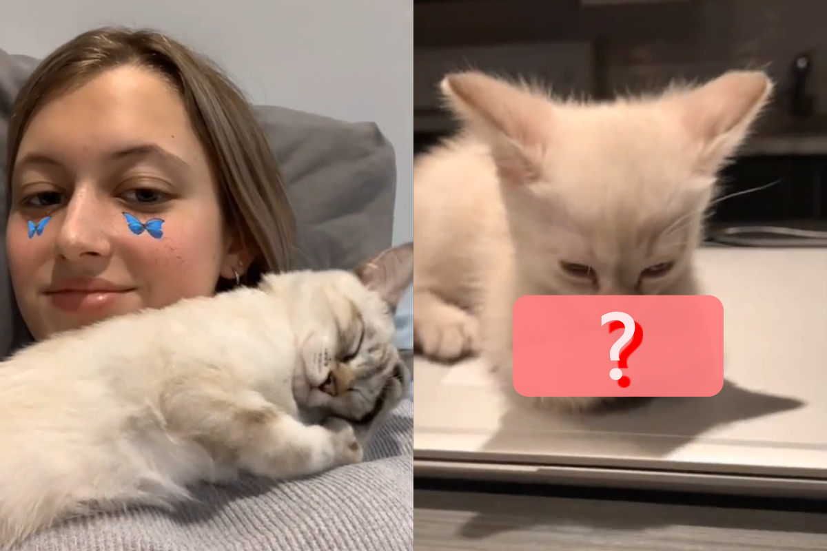 貓咪從小便保持著睡前儀式，模樣非常可愛。（圖／TiKTok帳號：alizebeliveaupouliot） 