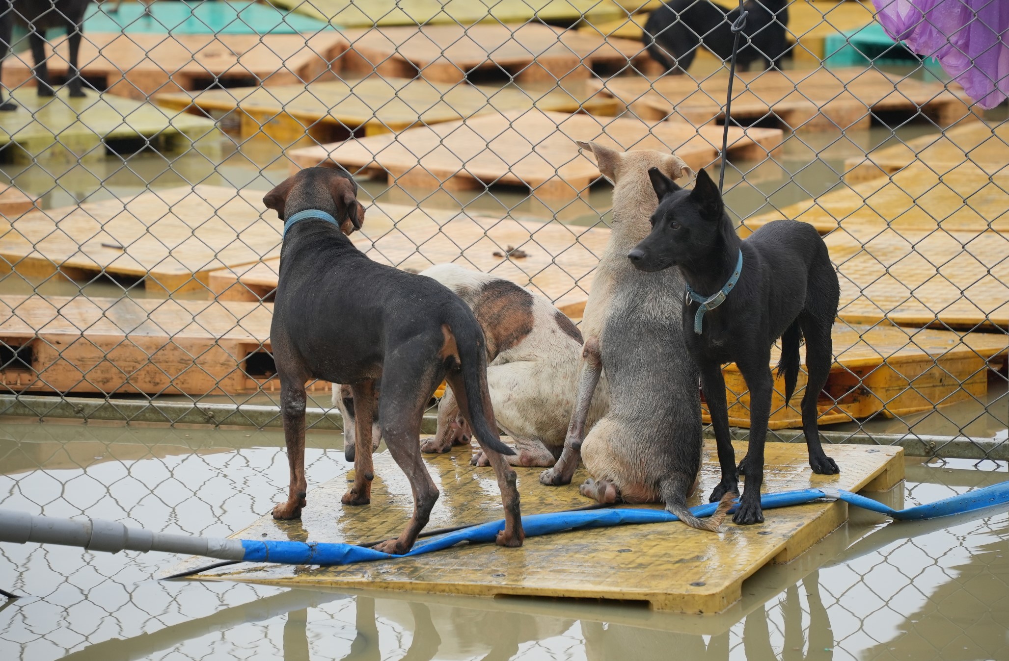 南台灣下大雨狗園淹水　飼料泡水汪星人無辜成災民