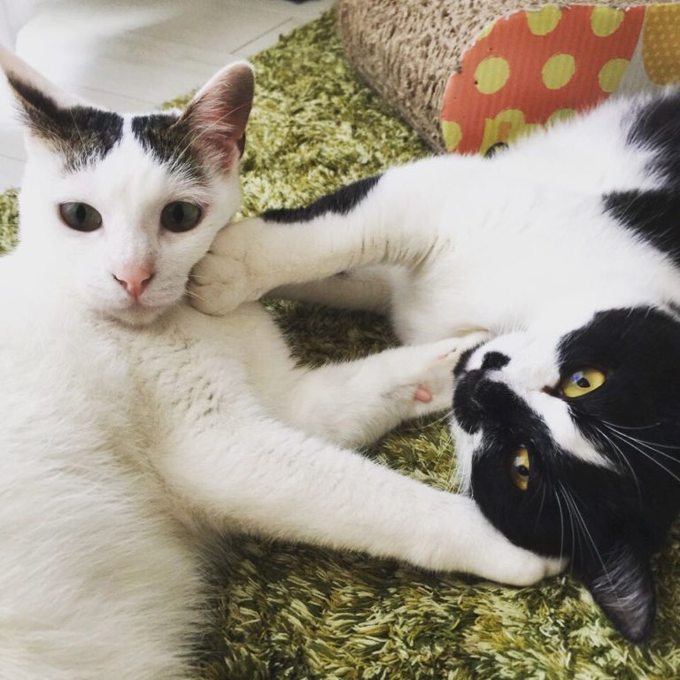抓包貓貓為「誰能先被拍屁屁」而打架（誤）。（圖／Instagram帳號：tamakotamagoyama）