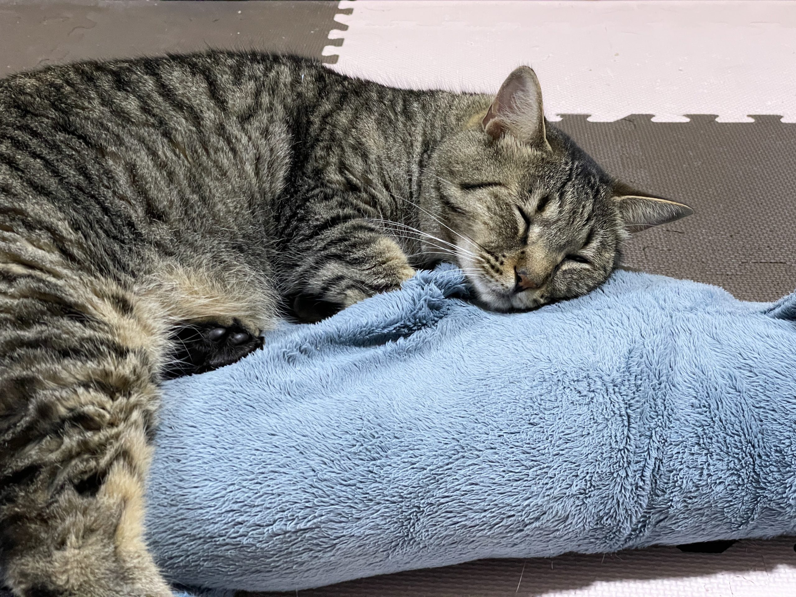 揉鯊職人貓非常喜歡這個抱枕。（圖／Twitter帳號：yonasawa）