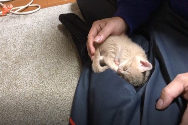 影／小貓拒絕被奴才移開　堅持爬回大腿：我就要睡這裡！