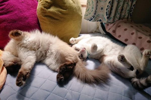 2隻貓感情好！合體「互睡胯下」奴驚：不會閃到腰？