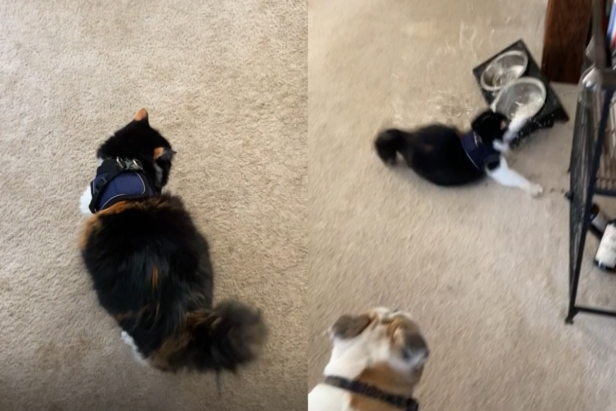 國外一隻貓咪初次穿胸背帶，卻做出令女主人意想不到的反應！（影／美聯社 AP+Jukin Media授權）