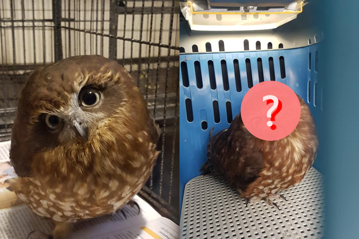 貓頭鷹被救援後超不爽，站在籠子中發動死亡凝視！（圖／Facebook：Nichola Judd） 