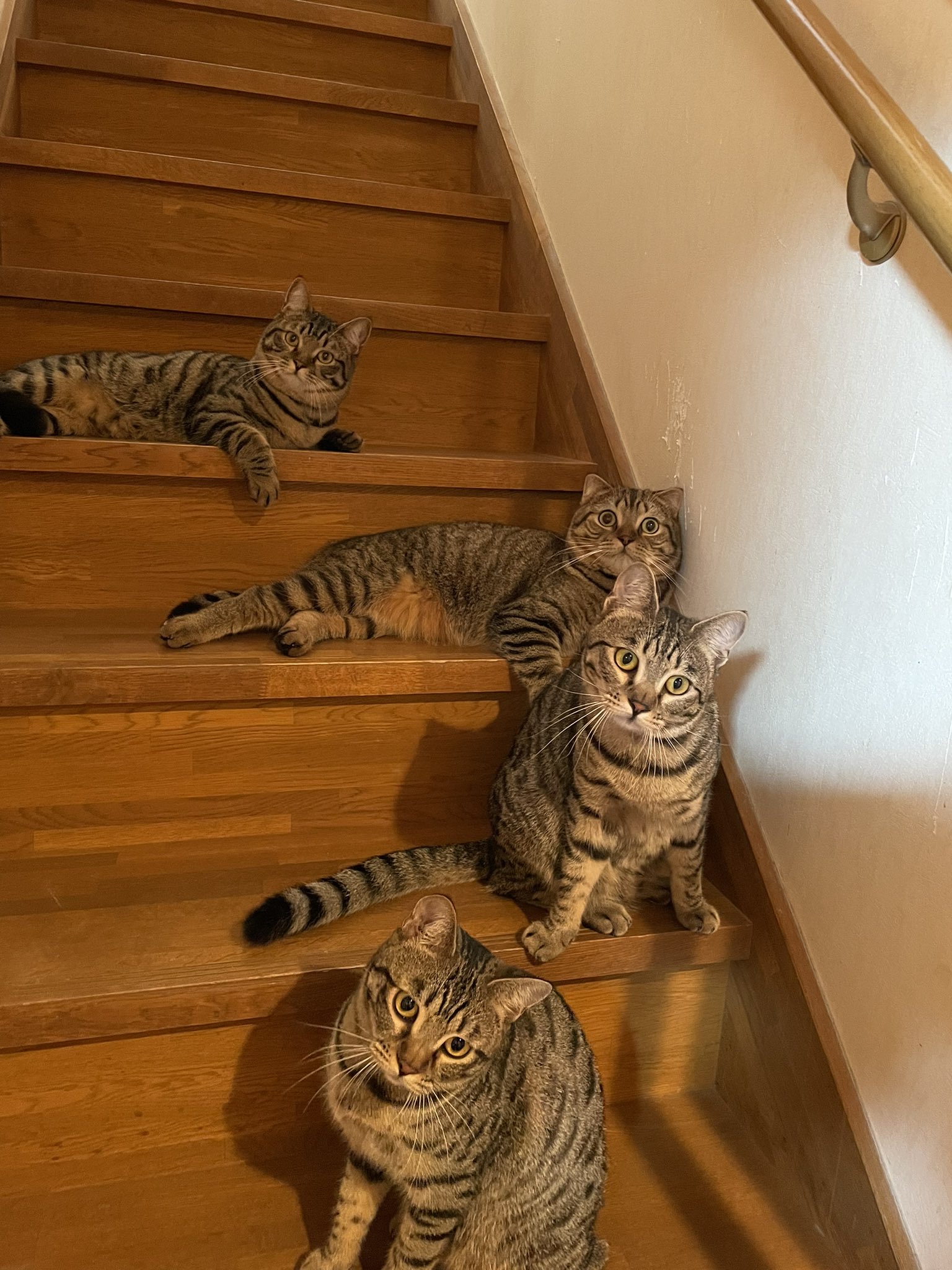 貓：樓梯是我開，此路是我蓋，若要打此過，交出罐罐來！（圖／Instagram帳號：tomeji1106）