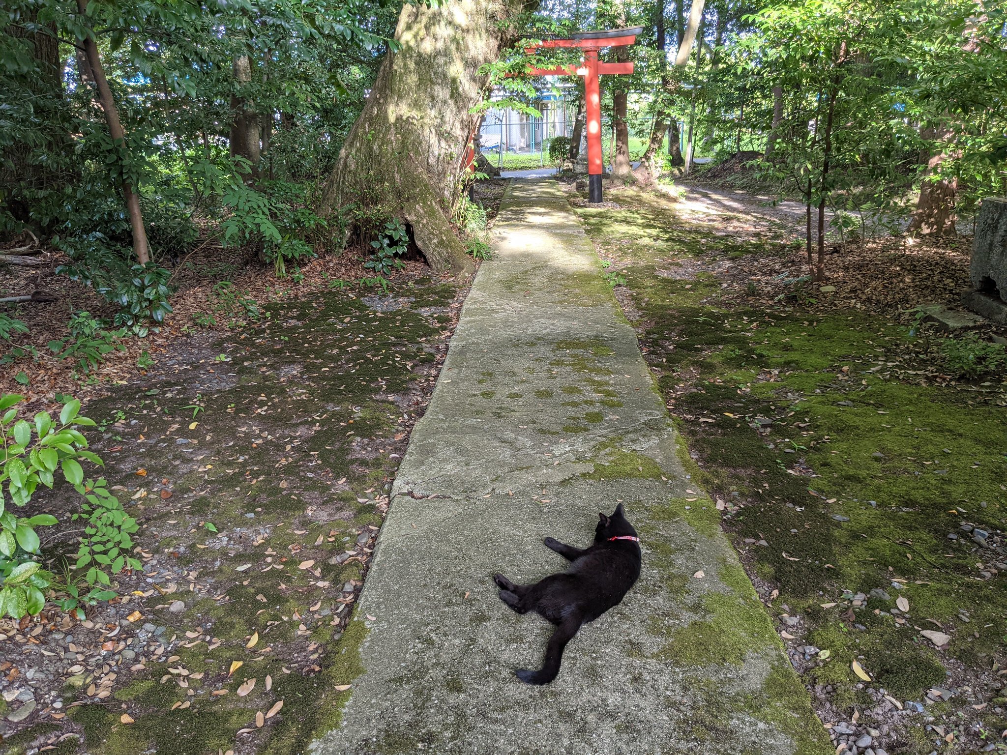 人員想清掃園區，但有個小黑神獸在這，可能無法快速完成喔！（圖／Twitter帳號：yukisugi_shrine）