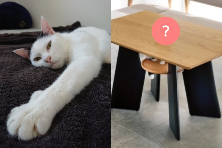 愛貓網友分享了日本企業推出的養貓人必備的賣萌桌。（圖／Twitter帳號：miki_m_1102） 